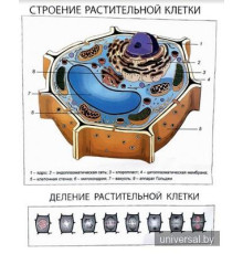 Плакаты по биологии