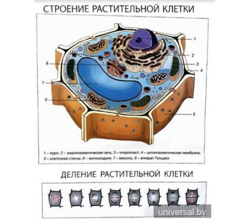 Плакаты по биологии